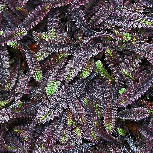 Leptinella squalida 'Platt's Black' - Click Image to Close