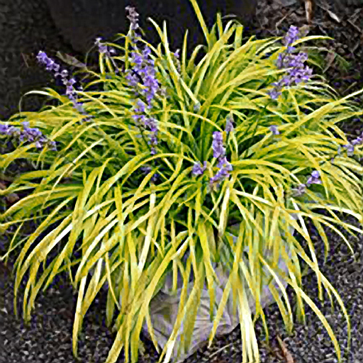 Liriope muscari 'Pee Dee Ingot' - Click Image to Close