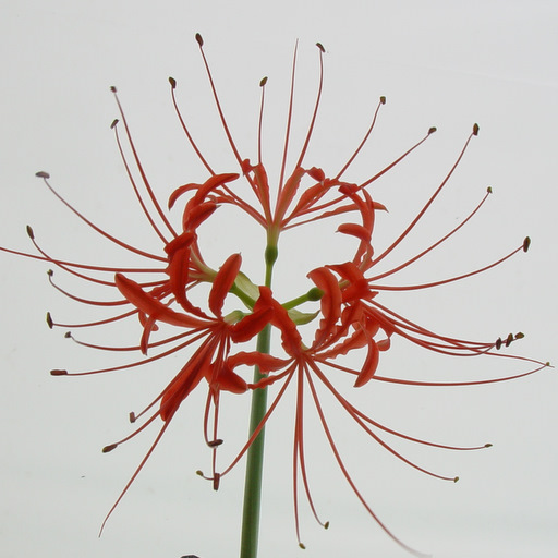 Lycoris radiata v. pumila - Click Image to Close