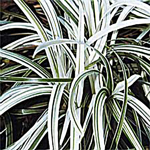 Ophiopogon (Liriope) japonicus 'Silver Dragon' - Click Image to Close