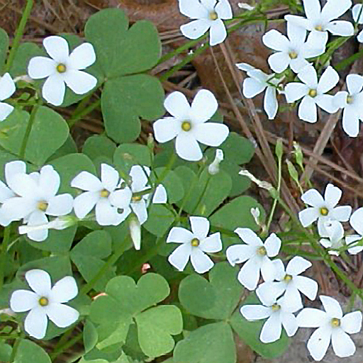 Oxalis crassipes 'Alba' - Click Image to Close