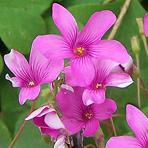 Oxalis crassipes 'Rosea' - Click Image to Close