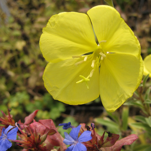 Oenothera macrocarpa ssp. Fremontii - Click Image to Close