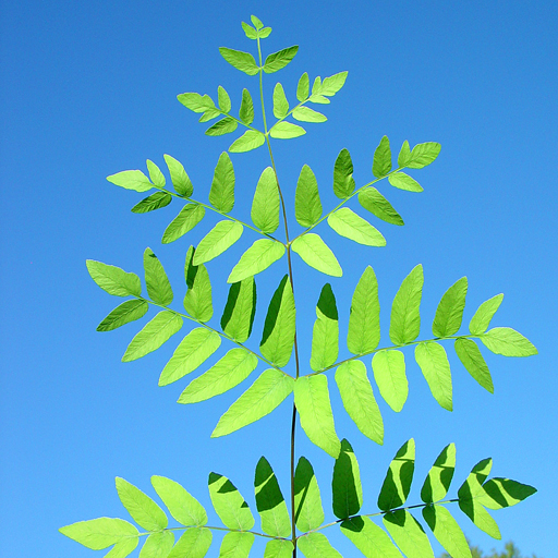 Osmunda regalis Royal Fern Qty 48 - Click Image to Close