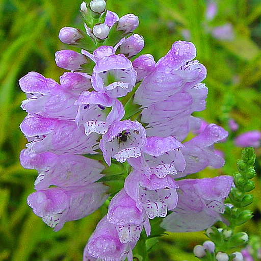 Physostegia virginiana 'Eyeful Tower' - Click Image to Close