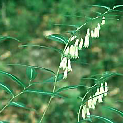 Polygonatum falcatum 'Silver Striped Selection' - Click Image to Close