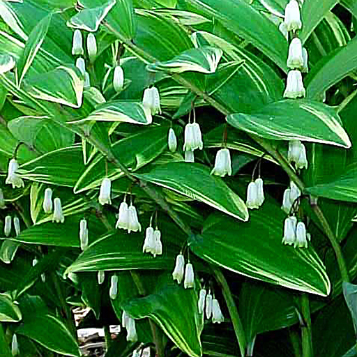 Polygonatum odoratum (falcatum) variegatum - Click Image to Close