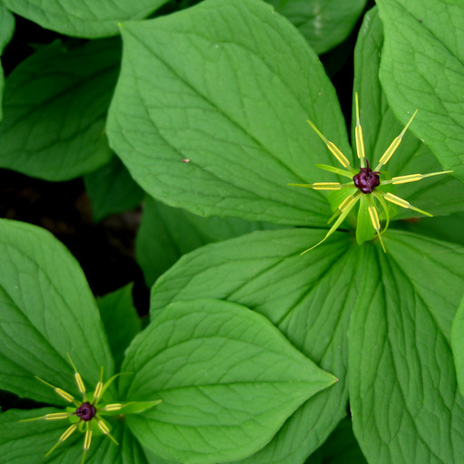 Paris quadrifolia - Click Image to Close