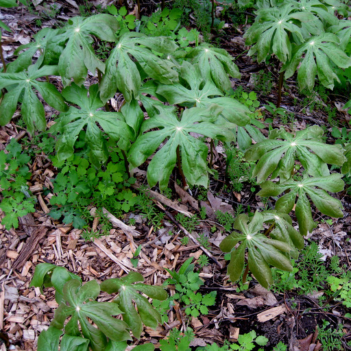 Podophyllum peltatum - Click Image to Close