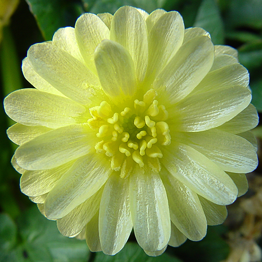 Ranunculus ficaria 'Double Mud' - Click Image to Close