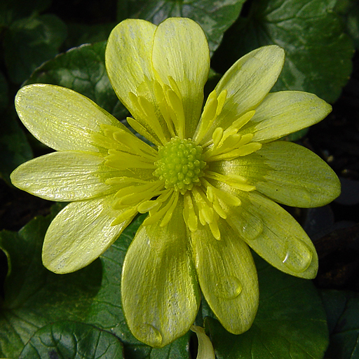 Ranunculus ficaria 'Fried Egg' - Click Image to Close