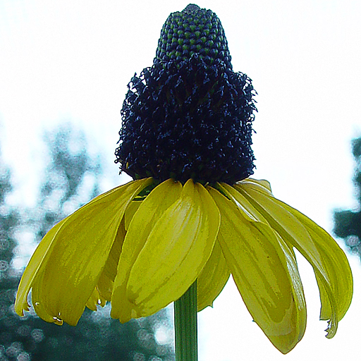 Rudbeckia maxima - Click Image to Close