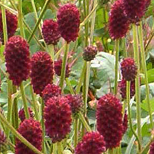 Sanguisorba officianalis 'Tanna' - Click Image to Close