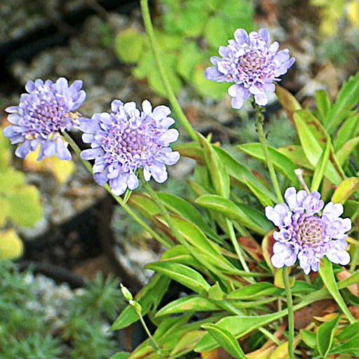 Scabiosa vestina - Click Image to Close