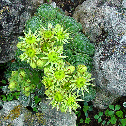 Sempervivum arachnoideum 'Cebanense' - Click Image to Close