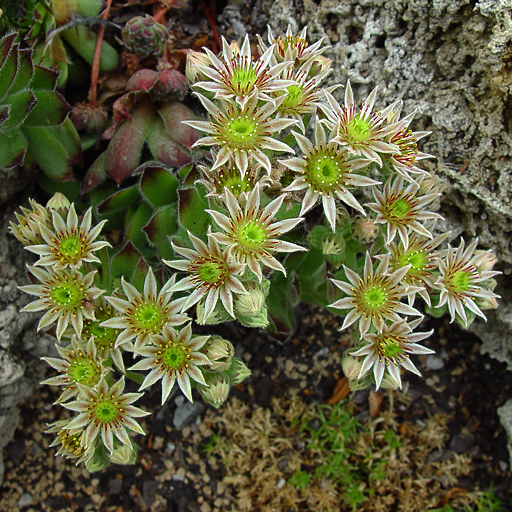 Sempervivum 'Beautiful' - Click Image to Close