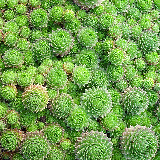 Sempervivum braunii - Click Image to Close