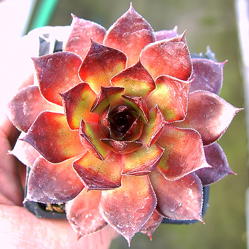 Sempervivum 'Brown Owl' - Click Image to Close