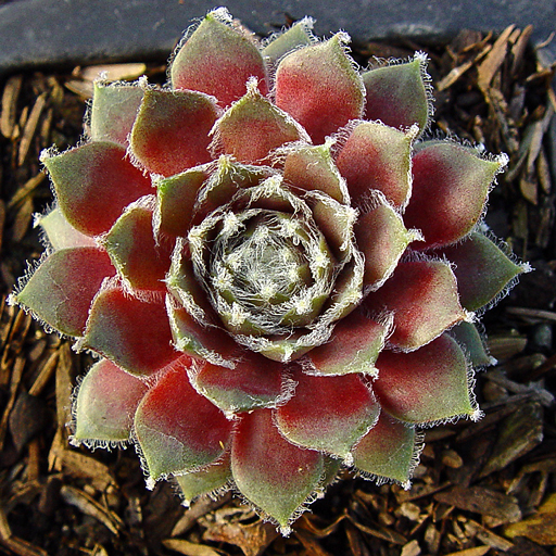 Sempervivum filiferum glabrum - Click Image to Close