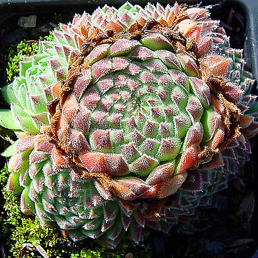 Sempervivum 'Fuzz globe' - Click Image to Close