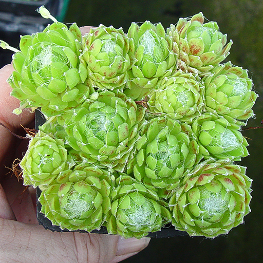 Sempervivum 'Kramer's Spinrad' - Click Image to Close