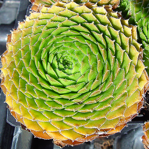 Sempervivum 'Pilioseum' - Click Image to Close