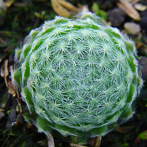 Sempervivum 'Pseudo-Androsace' - Click Image to Close