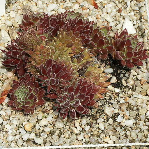 Sempervivum 'Whirligig' - Click Image to Close