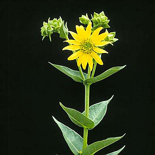 Silphium integrifolium - Click Image to Close