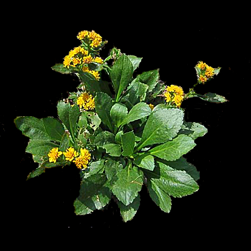 Solidago cutleri - Click Image to Close