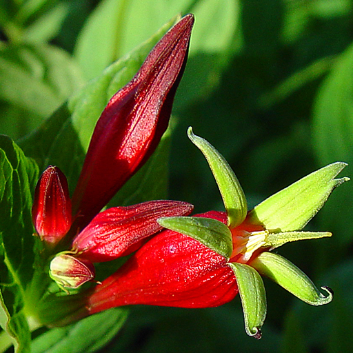 Spigelia marilandica Qty 24 - Click Image to Close