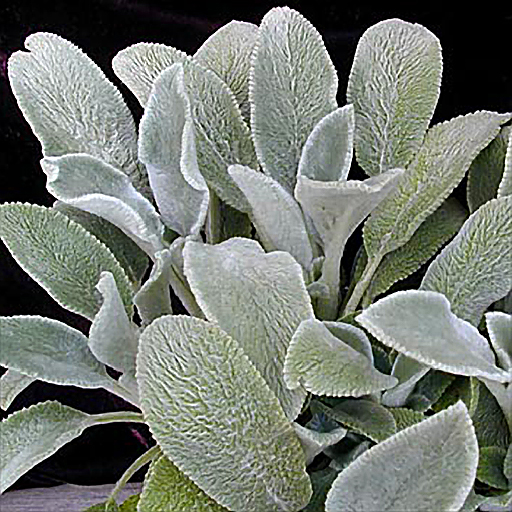 Stachys byzantina 'Silver Carpet' - Click Image to Close