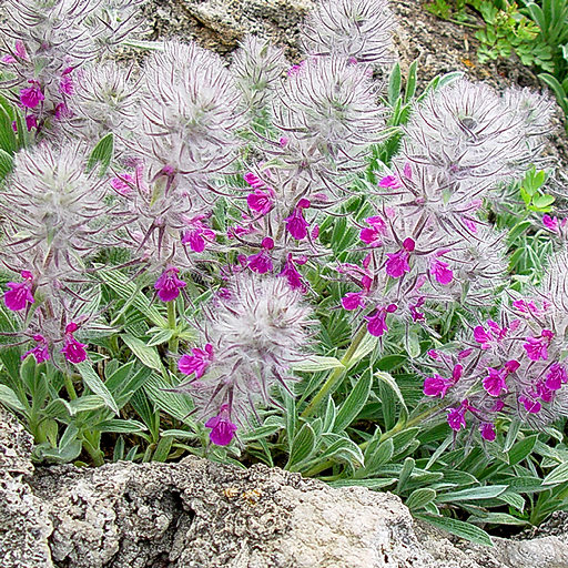 Stachys lavendulifolia - Click Image to Close