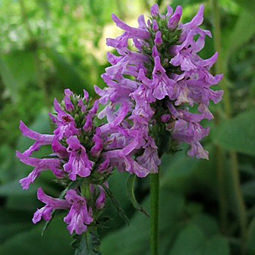 Stachys macrantha 'Hummelo' - Click Image to Close