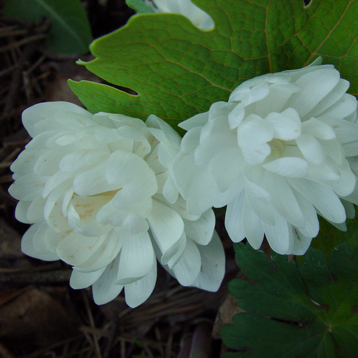 Sanguinaria canadensis multiplex - Click Image to Close