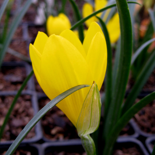 Sternbergia lutea - Click Image to Close