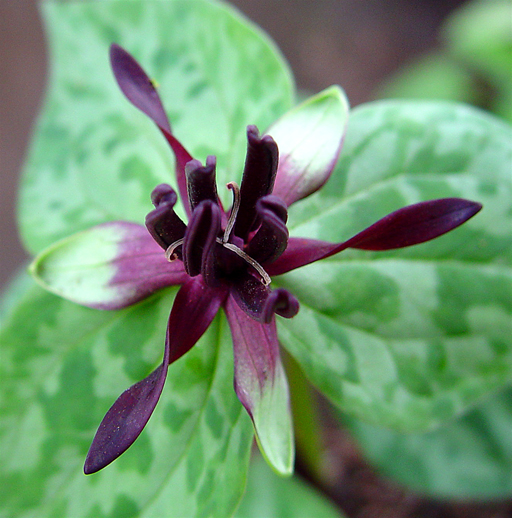 Trillium stamineum - Click Image to Close