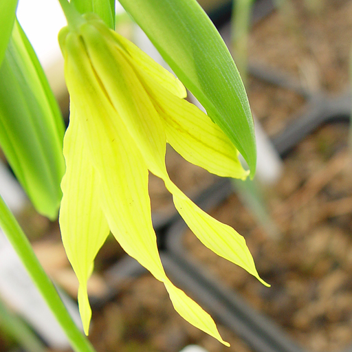 Uvularia grandiflora Qty 96 - Click Image to Close