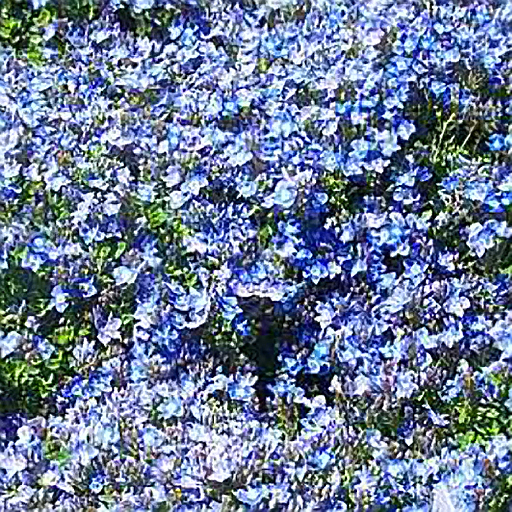 Veronica liewanensis - Click Image to Close