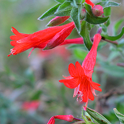 Zauschneria garrettii - Click Image to Close