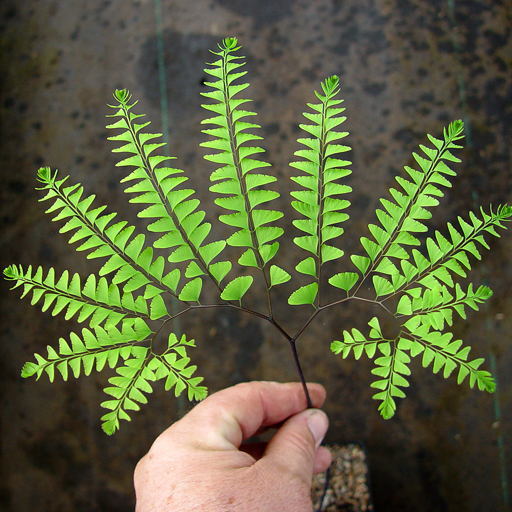 Adiantum pedatum Maiden Hair Fern - Click Image to Close