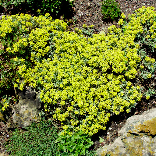 Alyssum saxitile - Click Image to Close