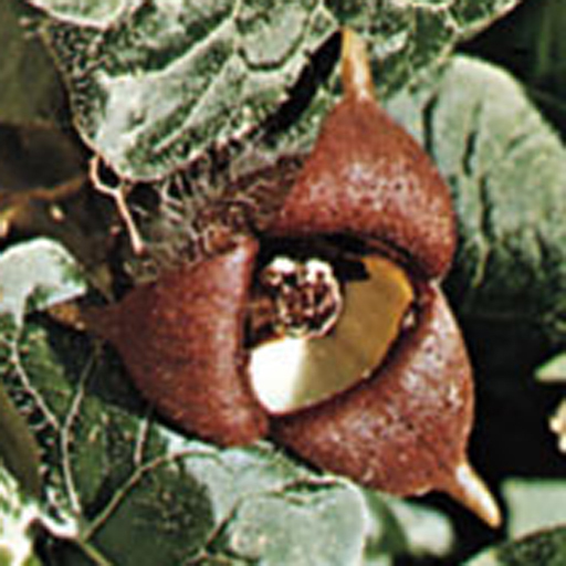 Asarum canadense Qty 96 - Click Image to Close