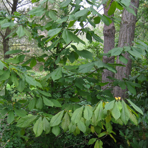 Asimina triloba - Click Image to Close