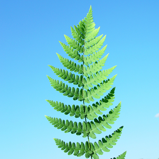 Dryopteris marginalis Leather Wood Fern - Click Image to Close