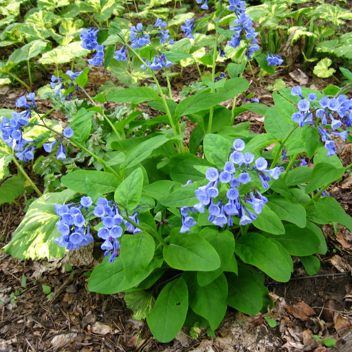 Mertensia virginica - Click Image to Close