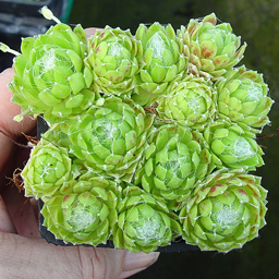 Sempervivum 'Kramer's Spinrad'